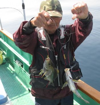 土佐安芸のハマちゃんの釣果
