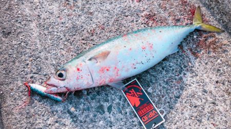 ポーアイで大サバ