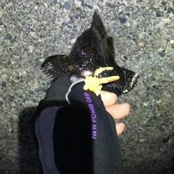 バグアンツ&ゼロダンの釣り楽しい！