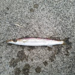 アジからのカマス