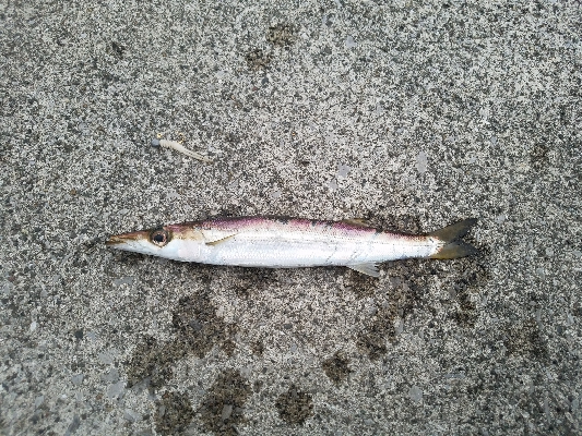 アジからのカマス