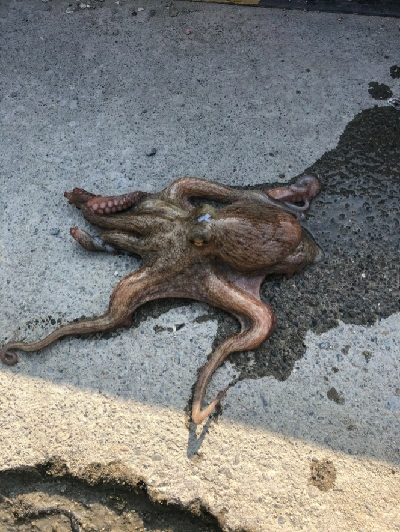 まさかのタコ！