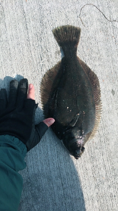 カレイに会いに2