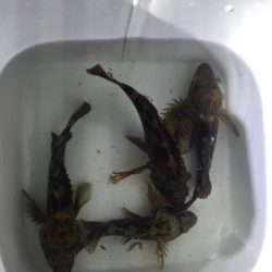 メバルさがし④