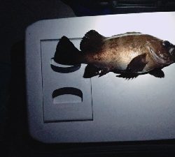 投げ釣りとルアー