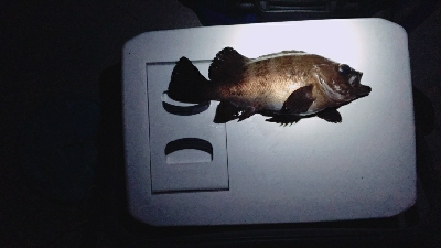 投げ釣りとルアー