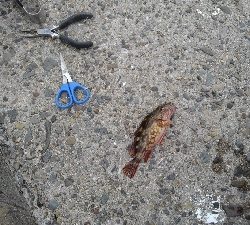 4/29釣果 残念な釣果でした。