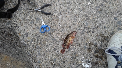 4/29釣果 残念な釣果でした。