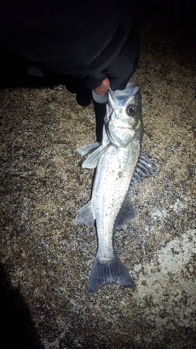 サーフシーバス