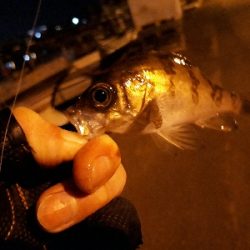 サイズが出ない…