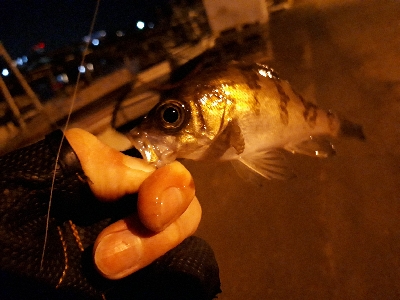 サイズが出ない…