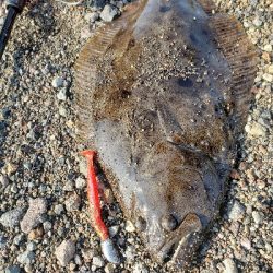 桜島サーフ釣行