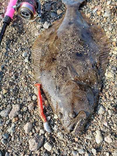 桜島サーフ釣行