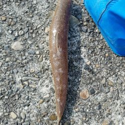 ヒラメ釣り　～晴れるとダメなのか～