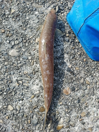 ヒラメ釣り　～晴れるとダメなのか～