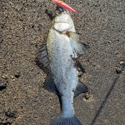 桜島サーフ釣行 初ヒラスズキ