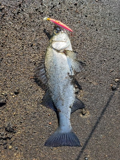 桜島サーフ釣行 初ヒラスズキ