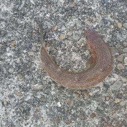 ヒラメ釣り　～色々ドジった～