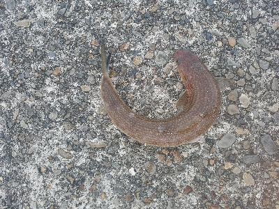 ヒラメ釣り　～色々ドジった～