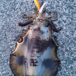 中紀アオリイカ調査