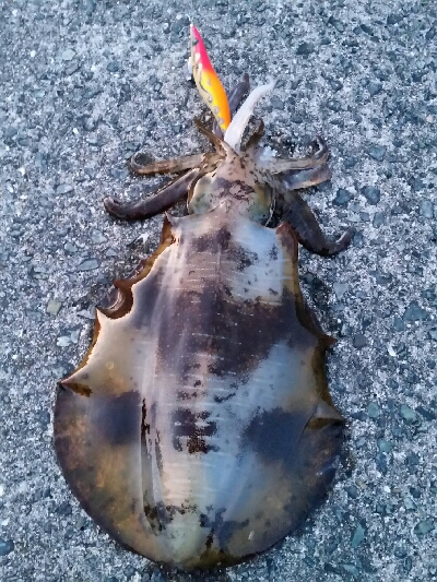 中紀アオリイカ調査