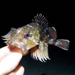 ホウボウ46センチ