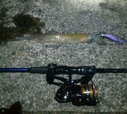 アオリイカはまだ…