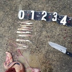 神戸港シーズンイン!?