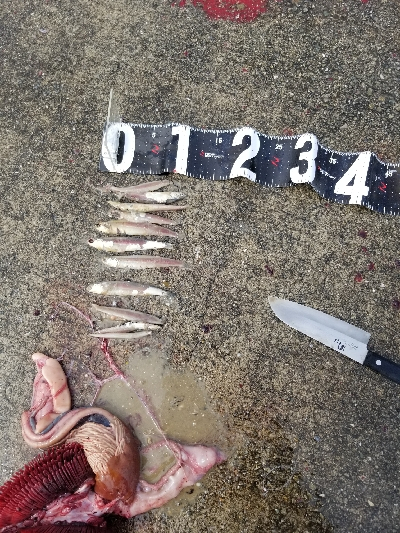 神戸港シーズンイン!?