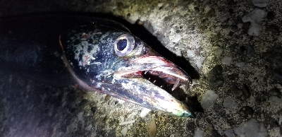 タチウオ　ウキ釣り