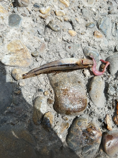 キス釣り　～色々苦戦した。。～