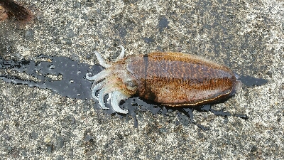 エギング甲イカ一杯！