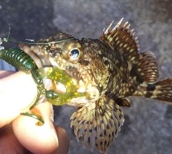 ディがシリング