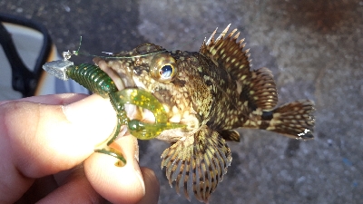 ディがシリング