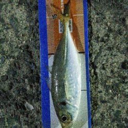 2019年4月6日釣行in岐志漁港