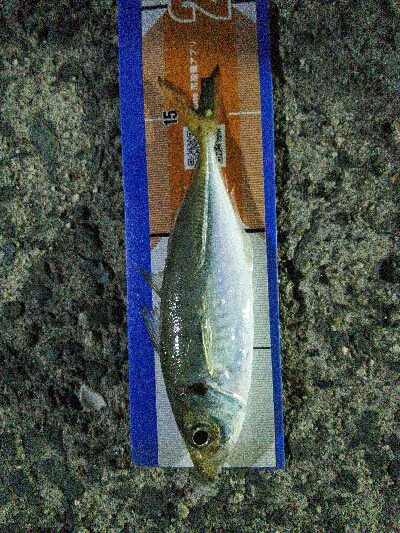 2019年4月6日釣行in岐志漁港