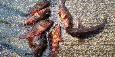 カサゴばっかり