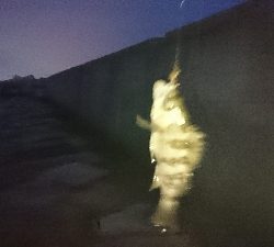 メバルが釣りたくて