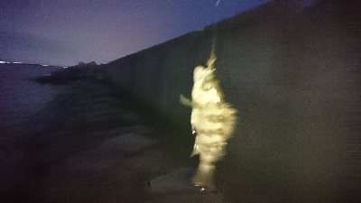 メバルが釣りたくて