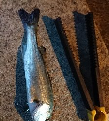 今年初の仕事終わりフィッシング