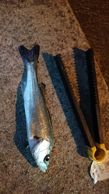 今年初の仕事終わりフィッシング