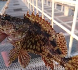 ダメダメでした。