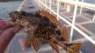 ダメダメでした。