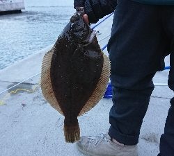 カレイに会いに