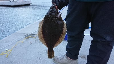 カレイに会いに