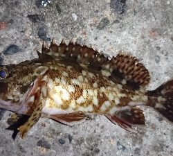 久々にホームへ