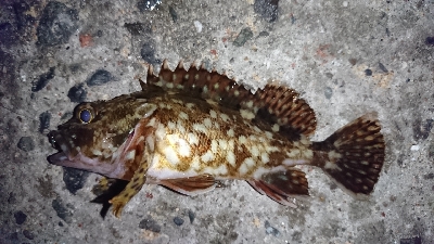 久々にホームへ