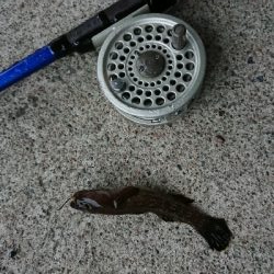 平成最後のヘチ釣り