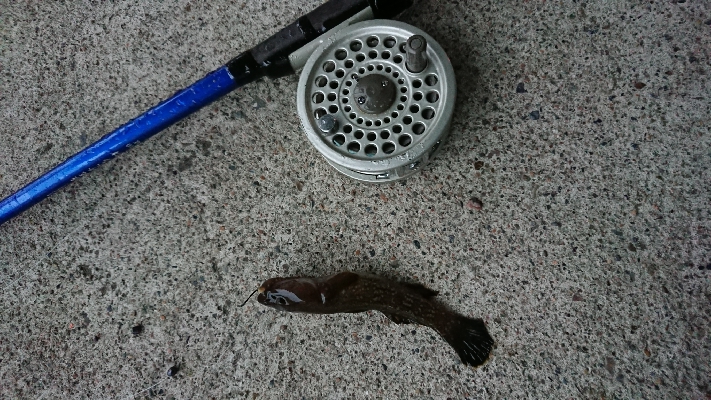 平成最後のヘチ釣り