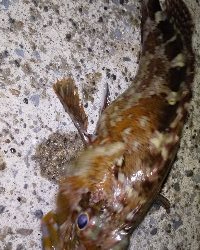 アジをさがしに。